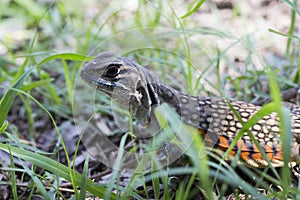 Common butterfly lizard at Huai Kha Khaeng wildlife sanctuary