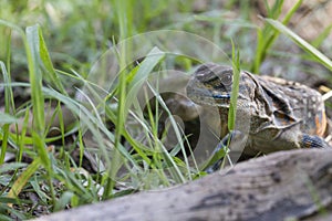 Common butterfly lizard at Huai Kha Khaeng wildlife sanctuary photo