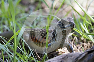 Common butterfly lizard at Huai Kha Khaeng wildlife sanctuary photo