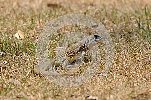 Common Butterfly Lizard (Leiolepis belliana)