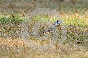 Common Butterfly Lizard (Leiolepis belliana)