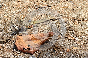 Common Butterfly Lizard (Leiolepis belliana)