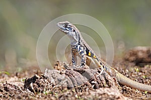 Common butterfly lizard Leiolepis belliana Reptiles of Thailand