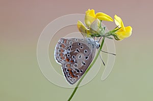 The common butterfly Polyommatus icarus on a forest flower on a summer day