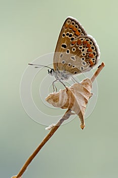 The common  butterfly Polyommatus icarus on a glade on a summer day on a field flower