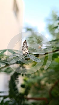 Common butterfly, small butterfly Doha Qatar