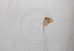 Common Butterfly on wall