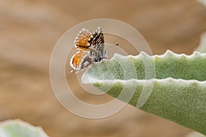 Common butterflyin habitable environments located in an open open