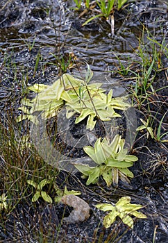 Common Butterwort photo