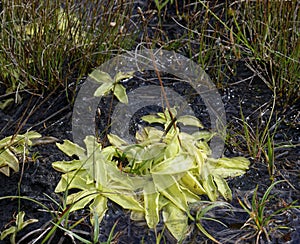 Common Butterwort photo