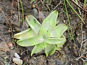Common butterwort insectivour sticky rosette on ground photo