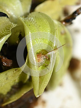 Common butterwort insectvour plant eating fly photo