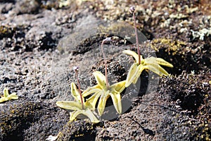 Common butterwort or Pinguicula vulgaris is a carnivorous plant