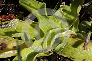 Common butterwort photo