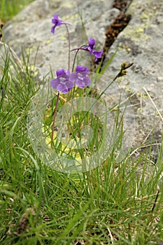 Common butterwort photo