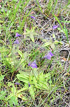 Common butterwort Pinguicula vulgaris insectivore plant photo