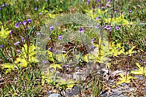 Common Butterwort (Pinguicula vulgaris) plants photo