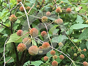 Common Button Bush White Wildflower Blossom Seedheads - Cephalanthus occidentalis