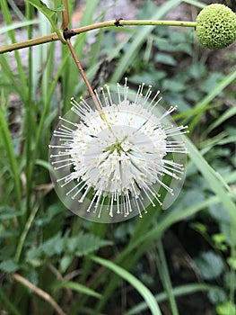 Common Button Bush White Wildflower Blossoms - Cephalanthus occidentalis