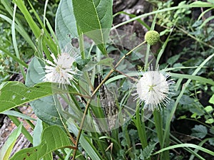 Common Button Bush White Wildflower Blossoms - Cephalanthus occidentalis