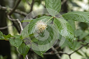 Common Buttonbush