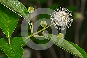 Common Buttonbush - Cephalanthus occidentalis