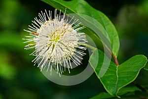 Common Buttonbush - Cephalanthus occidentalis photo