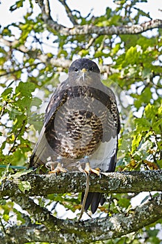 Common Buzzard