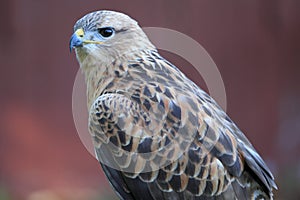Common buzzard