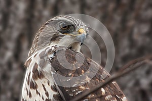 Common buzzard