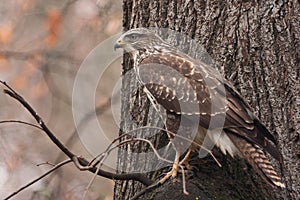 Common buzzard