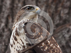 Common buzzard