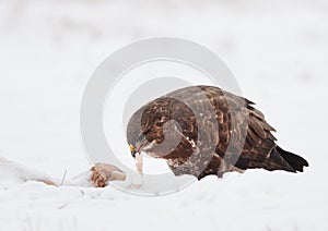 Common buzzard