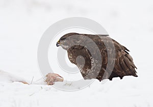 Common buzzard