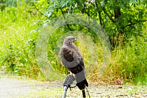 Common Buzzard beautiful portrait with green natural background