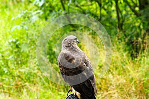 Common Buzzard beautiful portrait with green natural background