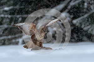 Common buzzard, bird of prey in winter.