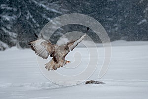 Common buzzard, bird of prey in winter.