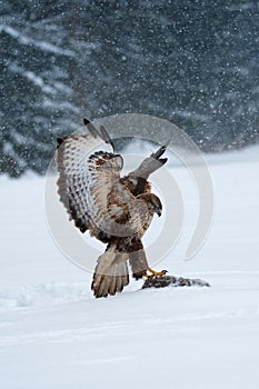 Common buzzard, bird of prey in winter.