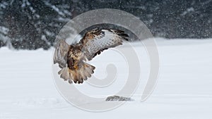 Common buzzard, bird of prey in winter.