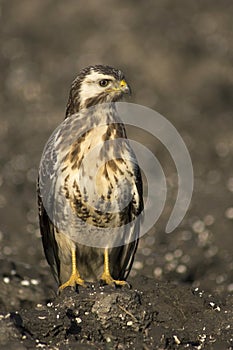 Common Buzzard; Buizerd; Buteo buteo