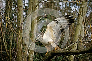 Common Buzzard, buteo buteo, Adult Taking off from Branch, Normandy