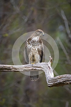 Common buzzard, Buteo Buteo, bird of prey perched