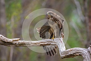 Common buzzard, Buteo Buteo, bird of prey perched