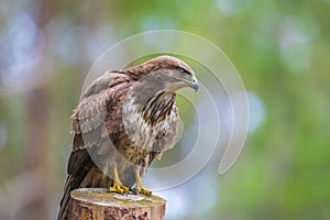 Common buzzard, Buteo Buteo, bird of prey perched