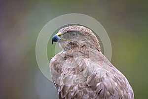 Common buzzard, Buteo Buteo, bird of prey perched