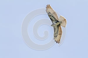 Common buzzard Buteo buteo