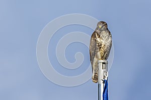 Common buzzard Buteo buteo