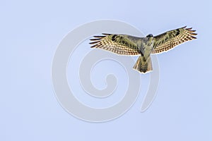 Common buzzard Buteo buteo