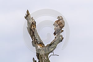 Common buzzard Buteo buteo